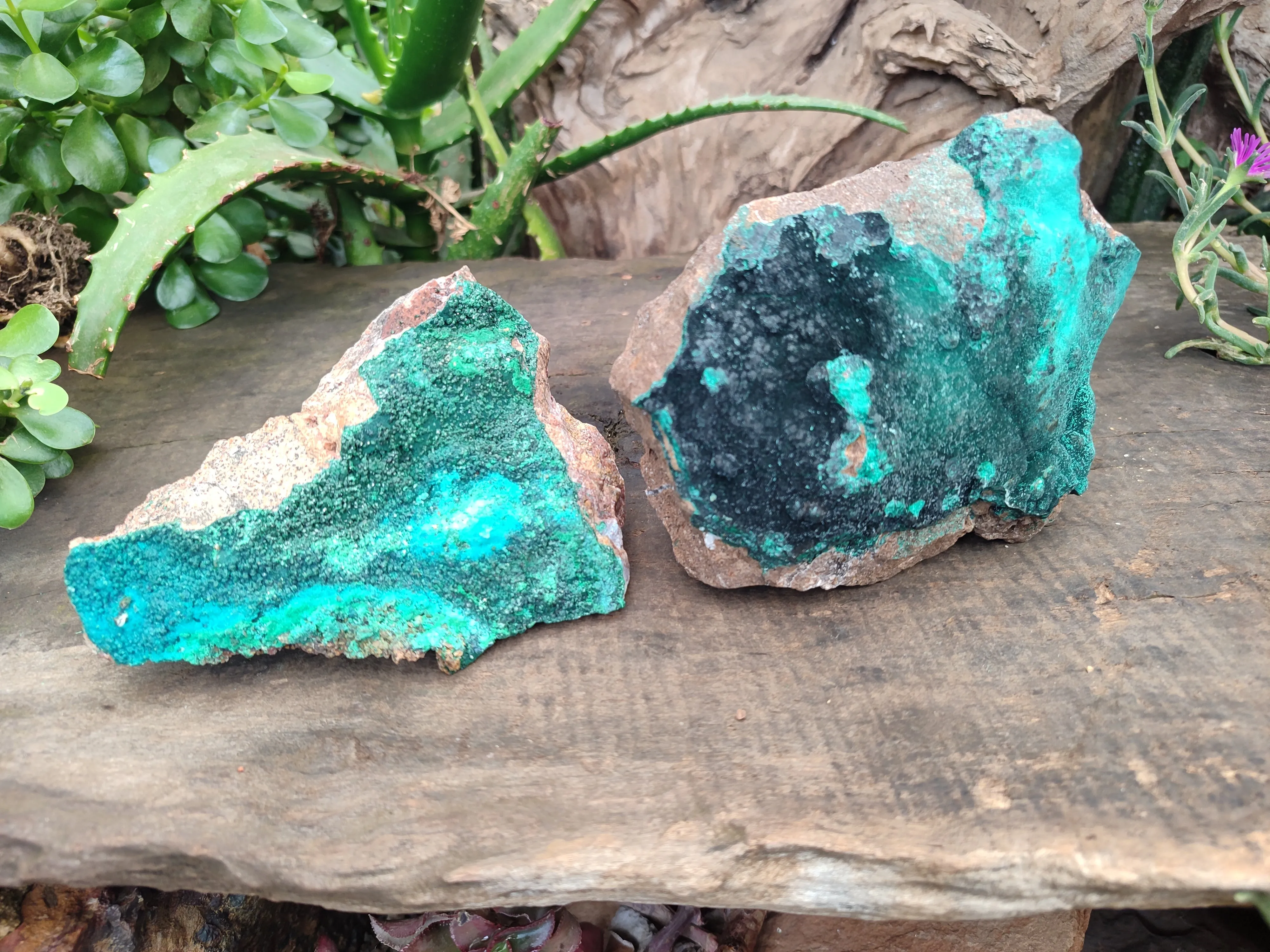 Natural Malachite With Chrysocolla Matrix Specimens x 2 From Congo