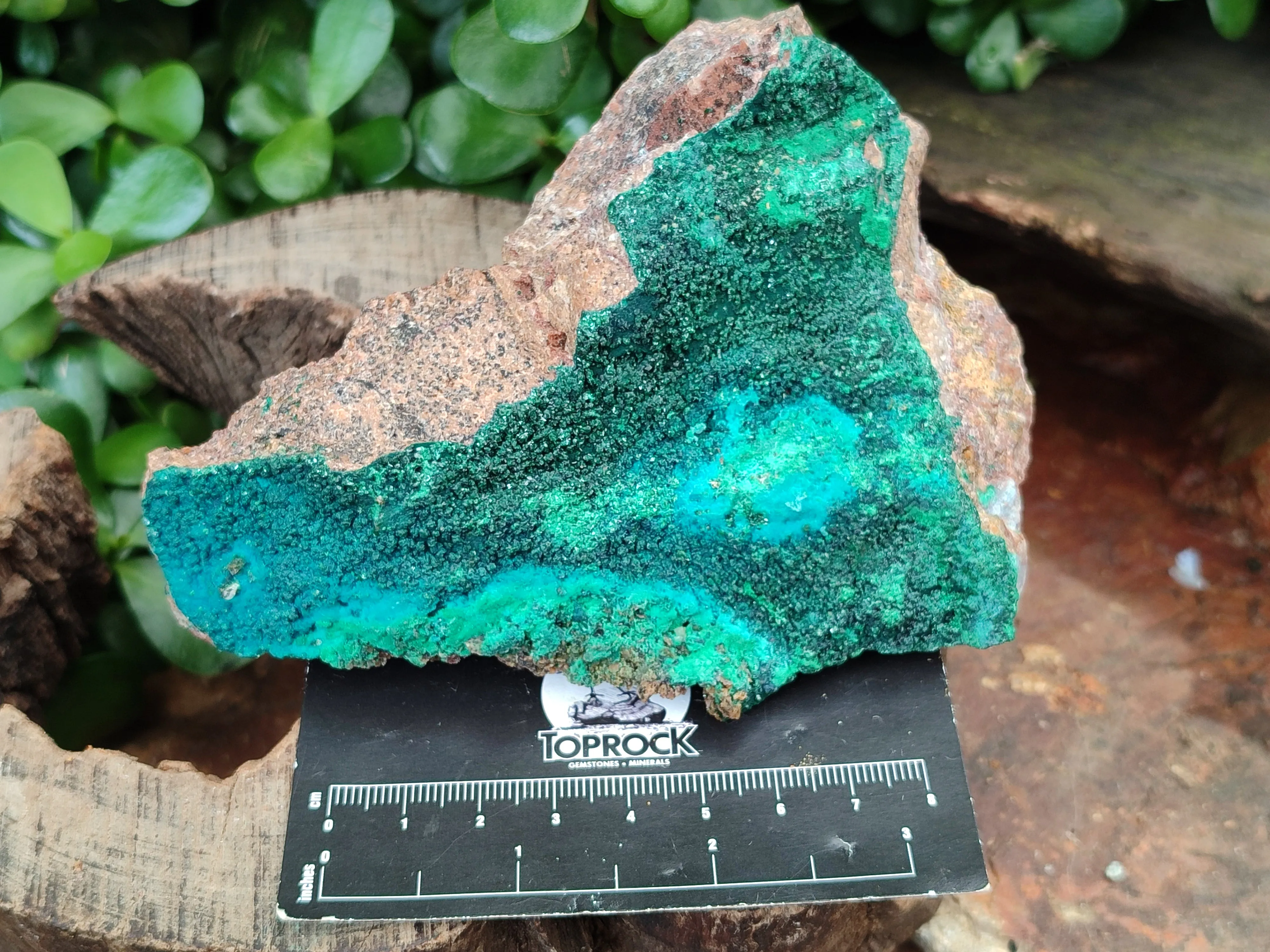 Natural Malachite With Chrysocolla Matrix Specimens x 2 From Congo